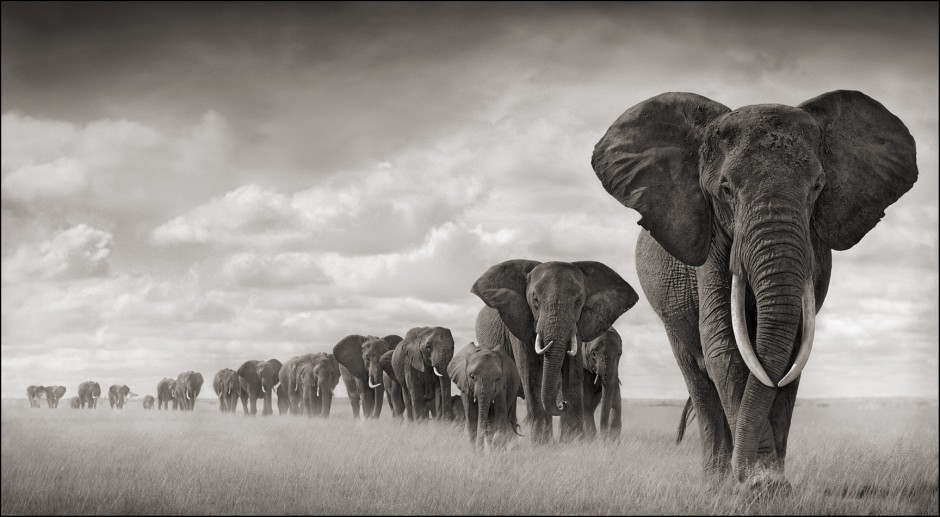 A line of elephants walking