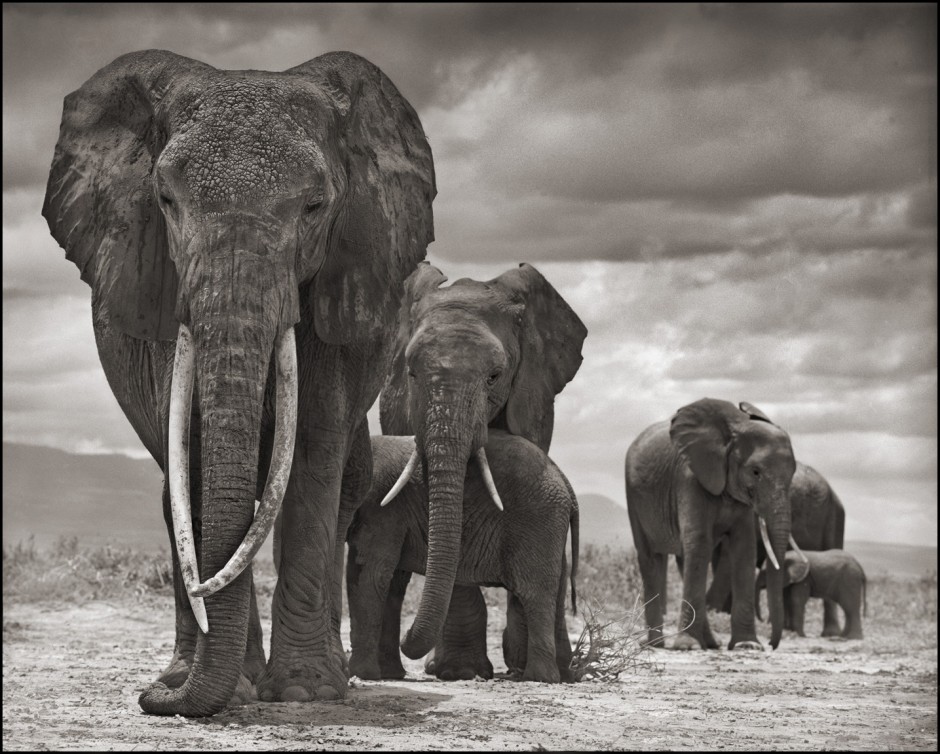 A family of elephants