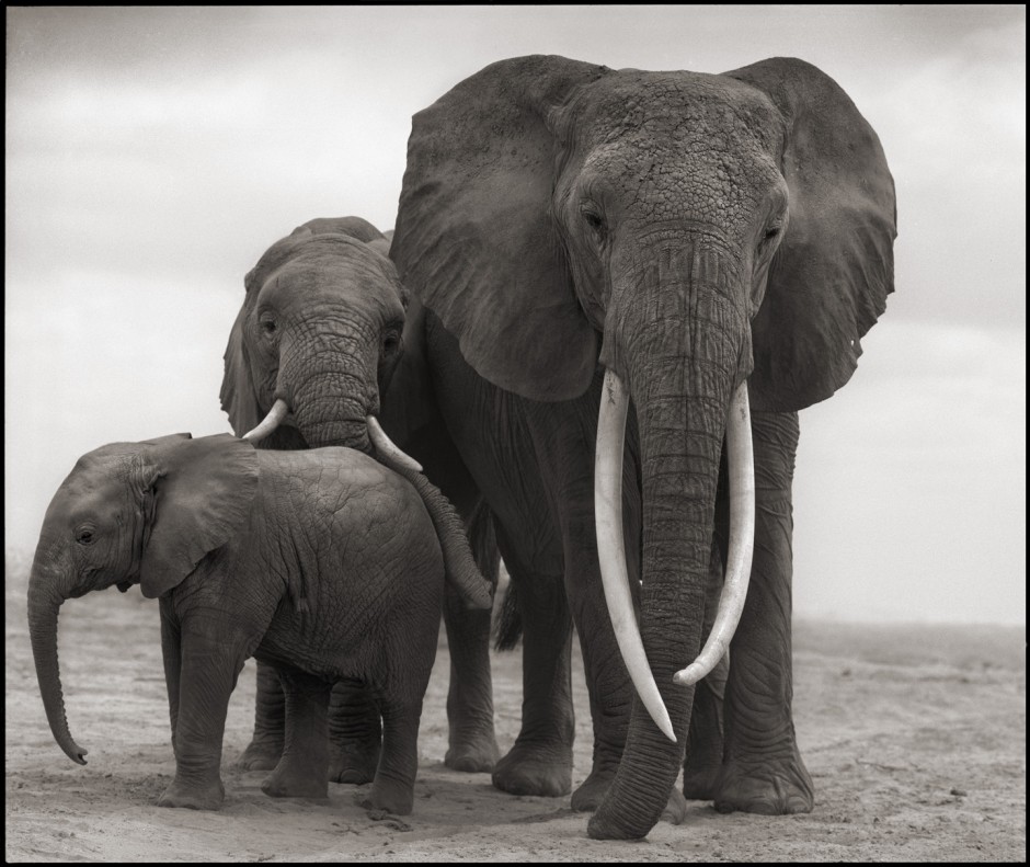 Elephant with daughters