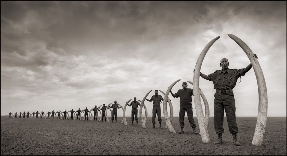 Rangers holding elephant tusks