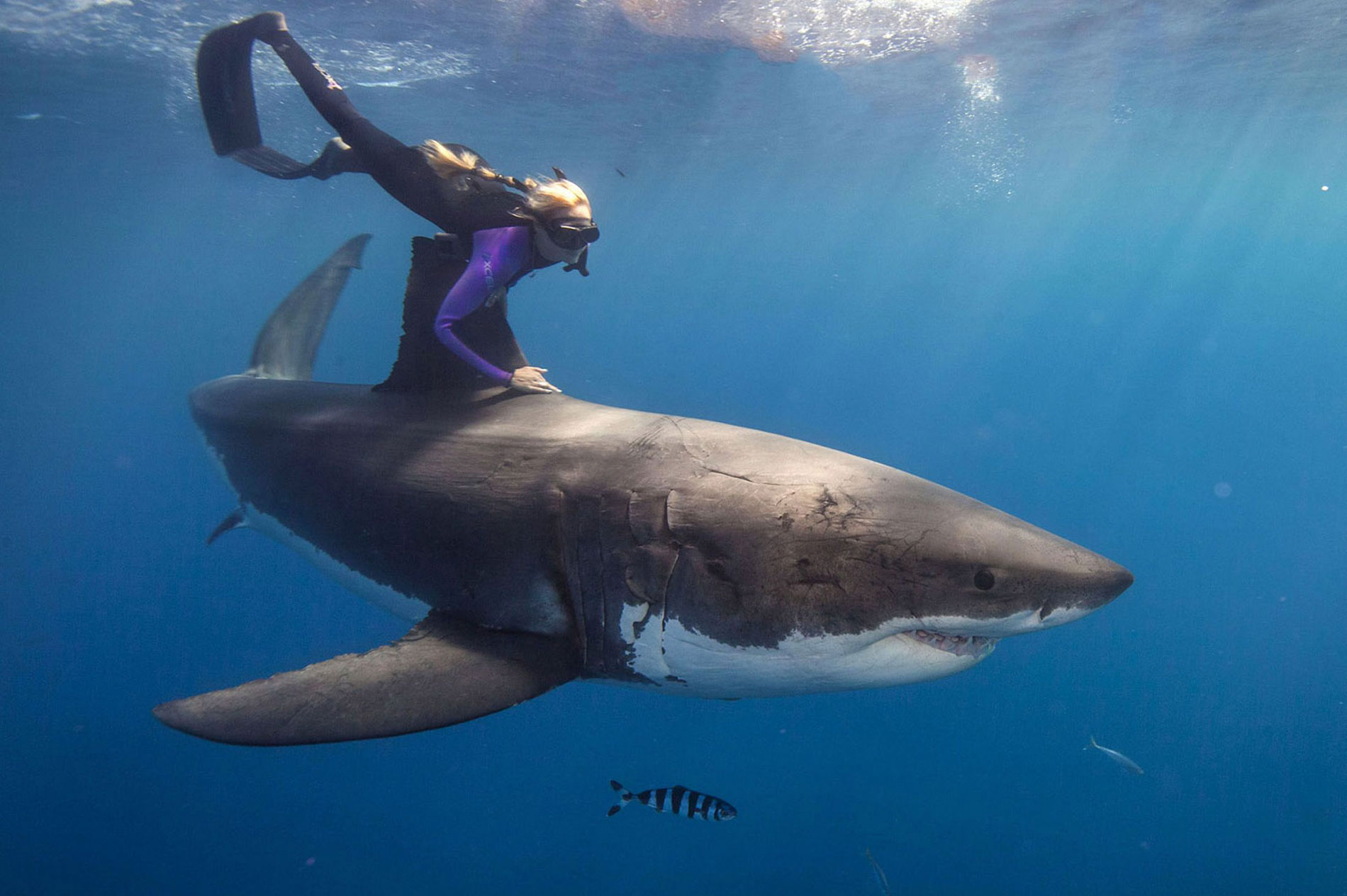 This Woman Swims With Great White Sharks In Order To Save Them