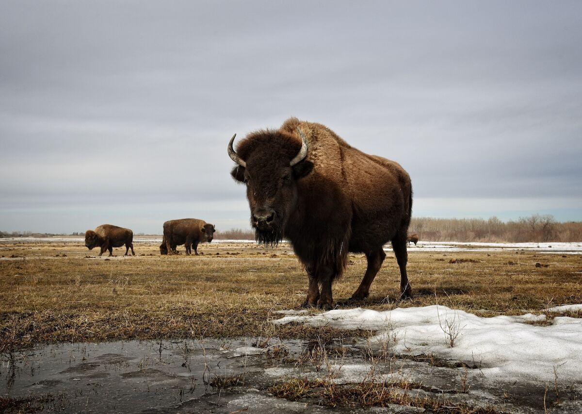 meet-the-first-national-mammal-of-the-united-states