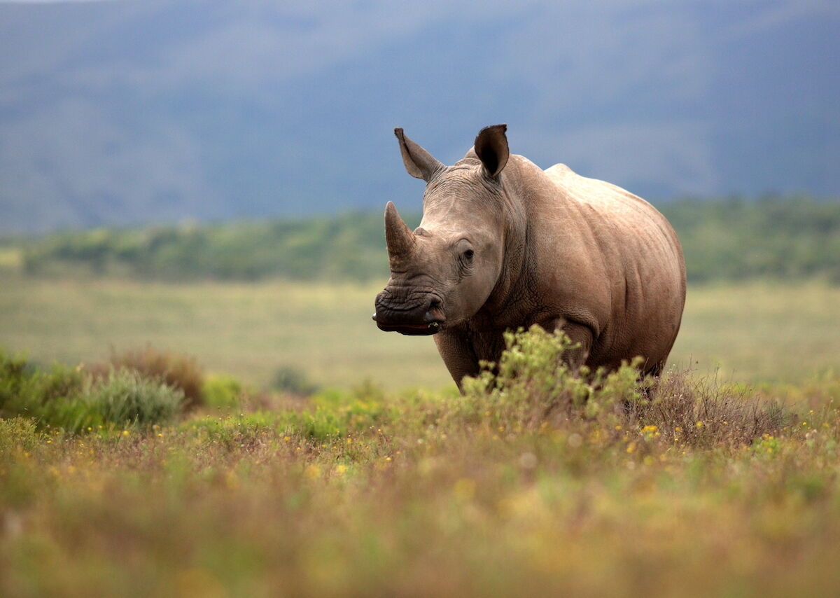 White Rhino: Encounter With an Endangered Species