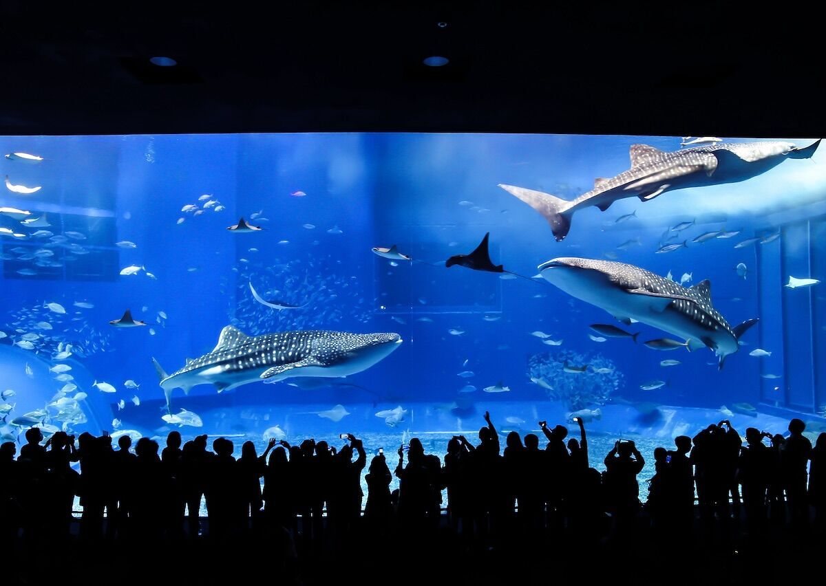 13 of the World's Most Amazing Aquariums