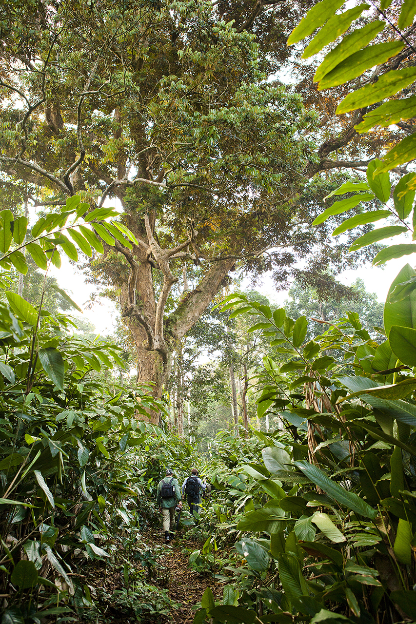 Congo rainforest