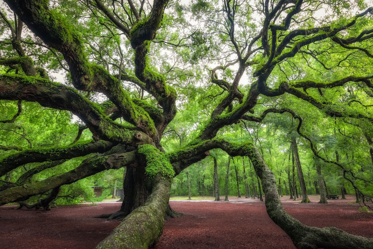 Verdant Sanctuary  Weird trees, Nature tree, Unique trees