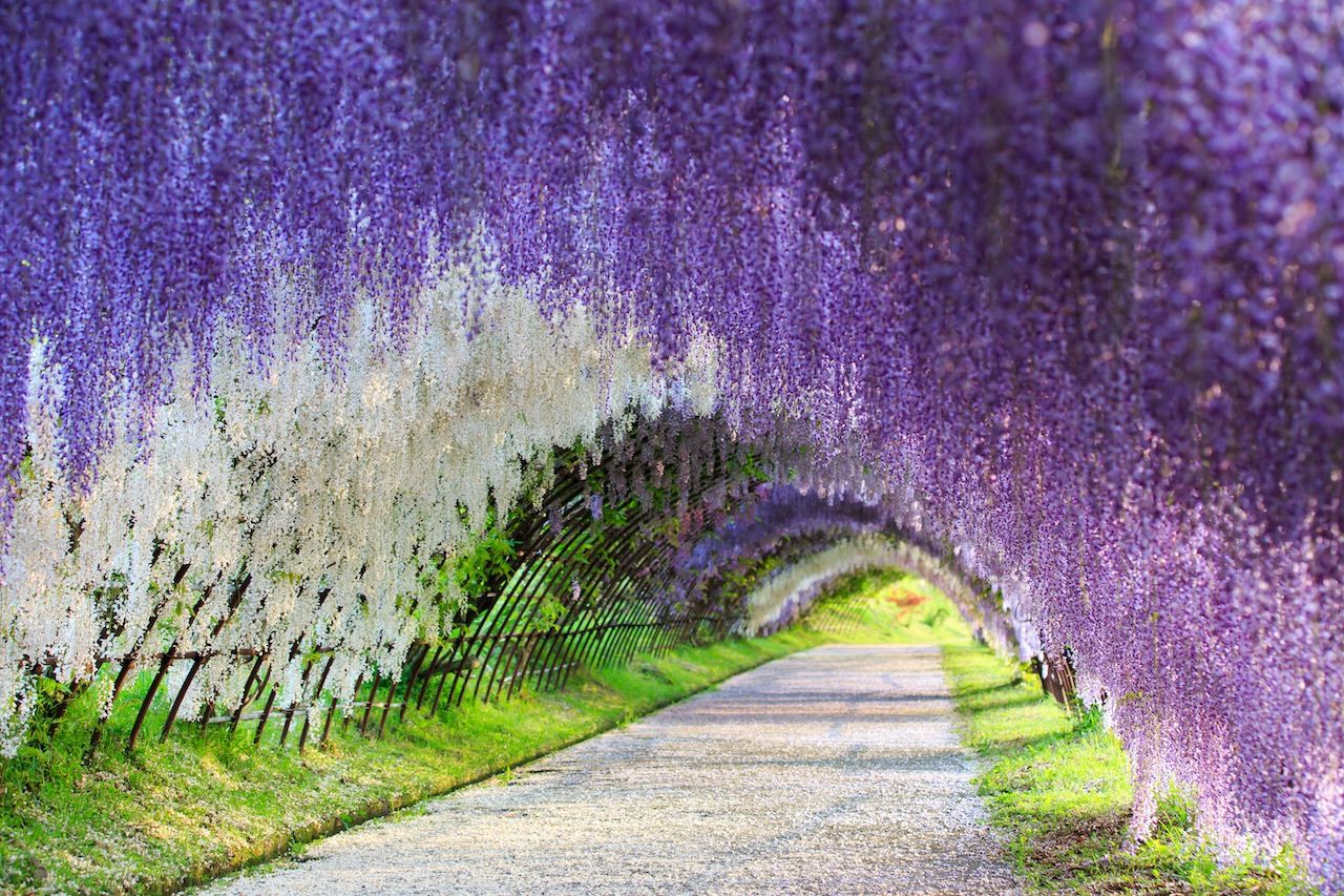 Background - Zen Garden Rare - Pink Forest