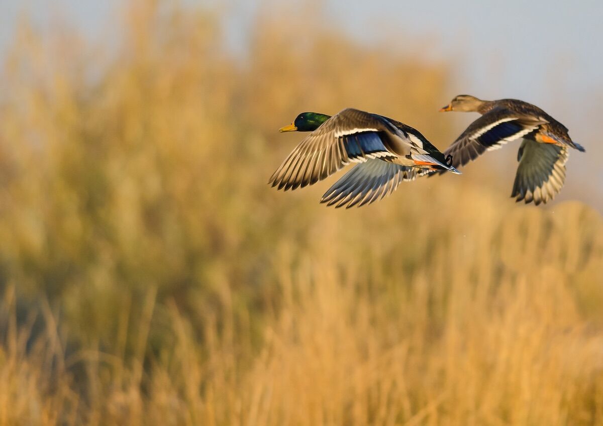 how-to-shoot-a-duck