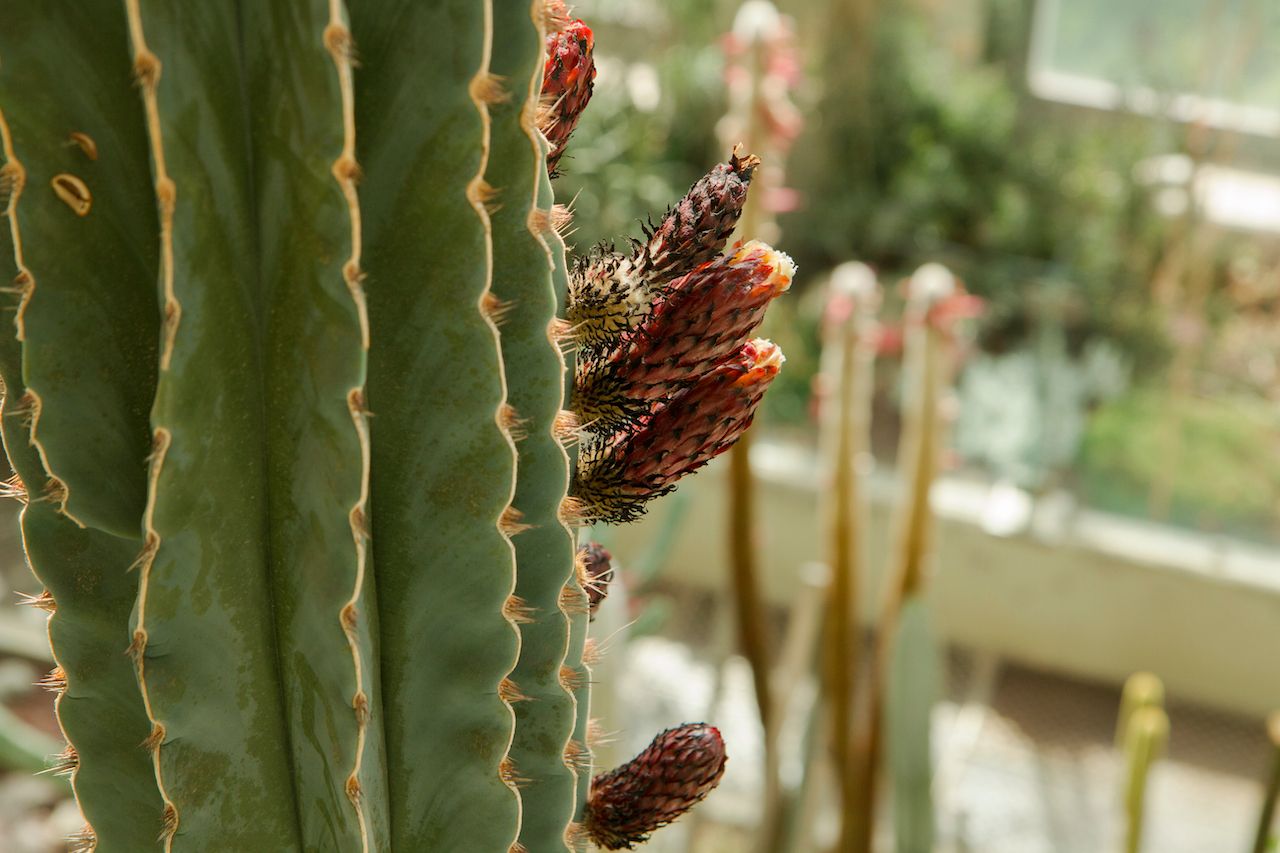 Edible Flowers and Plants of Mexico and How To Prepare Them