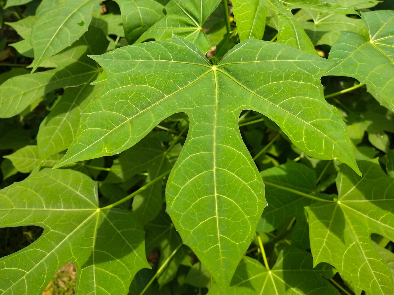 Edible Flowers and Plants of Mexico and How To Prepare Them