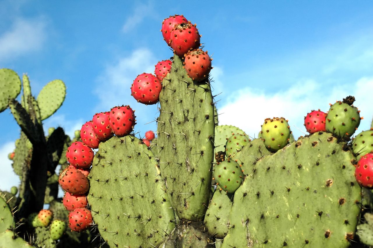 Edible Flowers and Plants of Mexico and How To Prepare Them