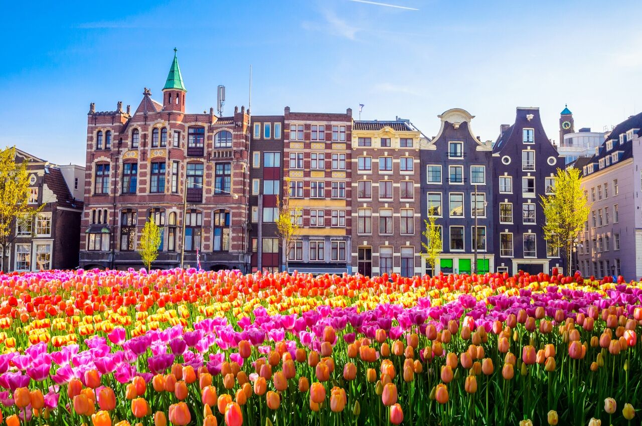 Colorful tulips with houses in background in gay Amsterdam