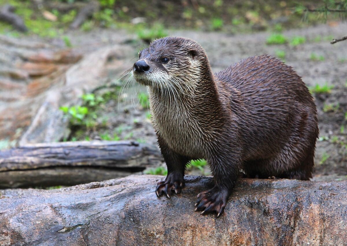 Wildlife in Alaska - All About Alaska's Wildlife