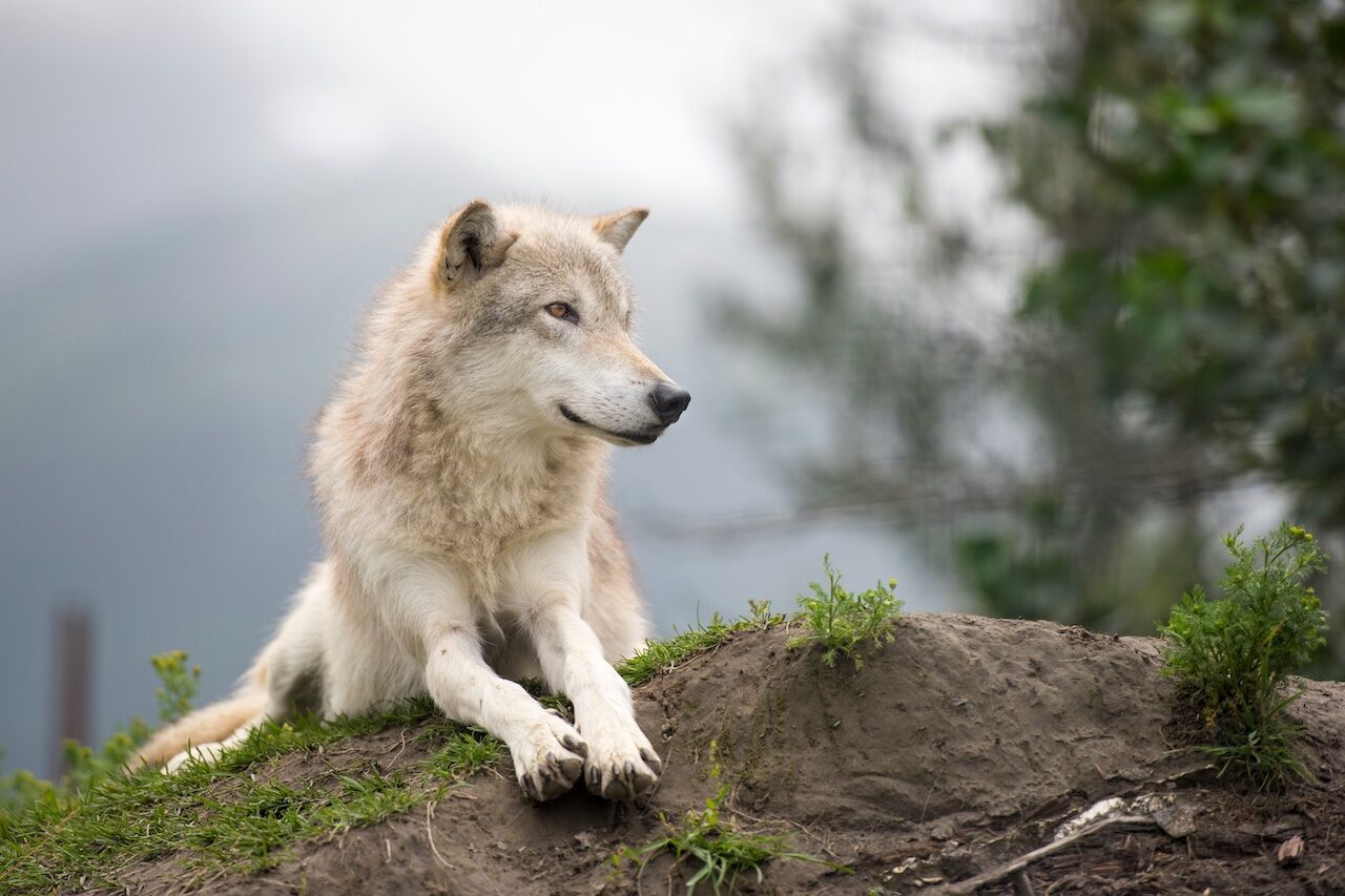 Wildlife in Alaska - All About Alaska's Wildlife