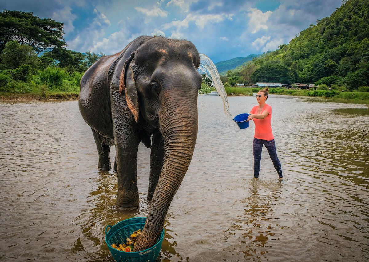 elephant sanctuaries in Thailand: Chiang Mai, Bangkok