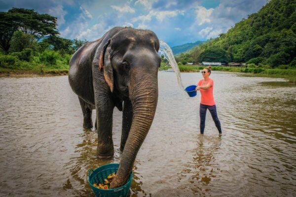 Best Ethical Elephant Sanctuaries in Thailand: Chiang Mai, Near Bangkok