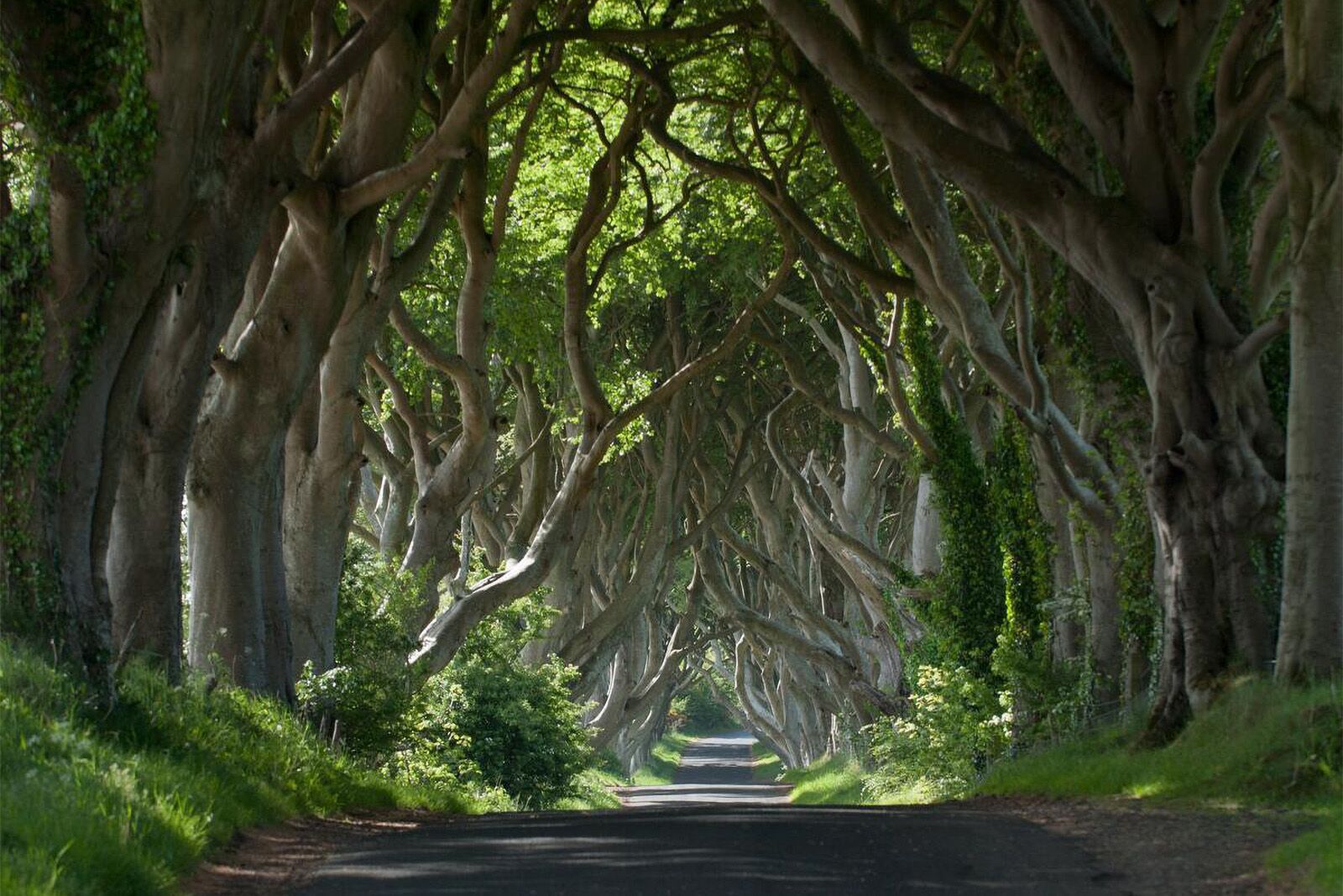 8 Reasons You Need to Visit Ireland RIGHT NOW