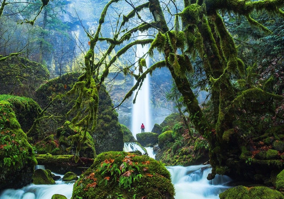 In Honor of Arbor Day, Here Are 17 Photos of Amazing Trees From Around