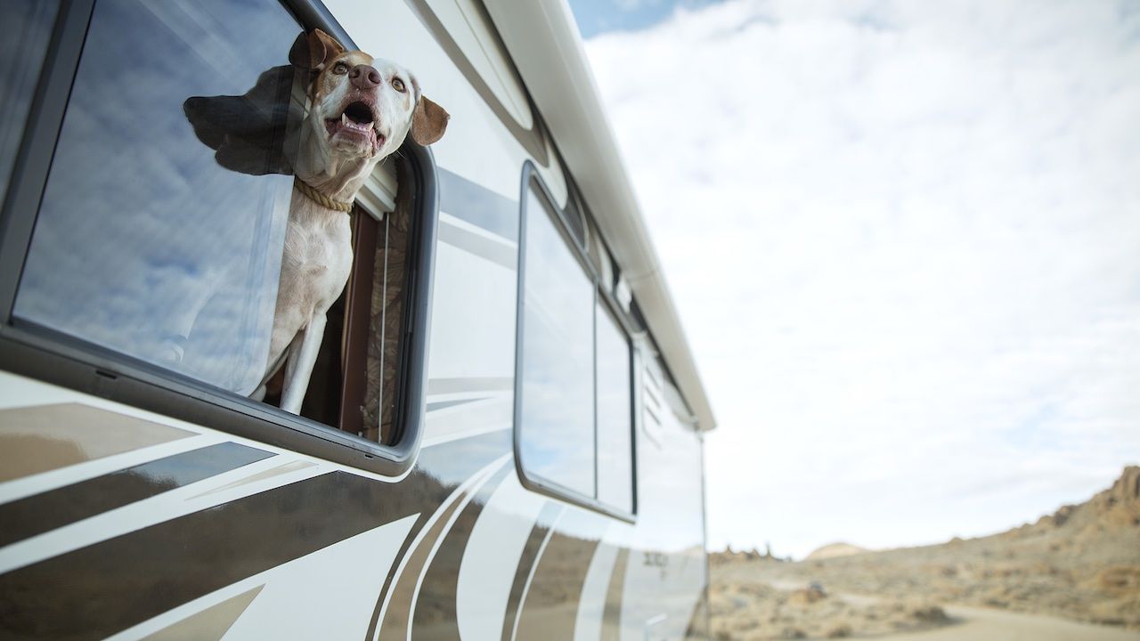 Bring the Dogs Tips for RV Travel With Pets LaptrinhX / News