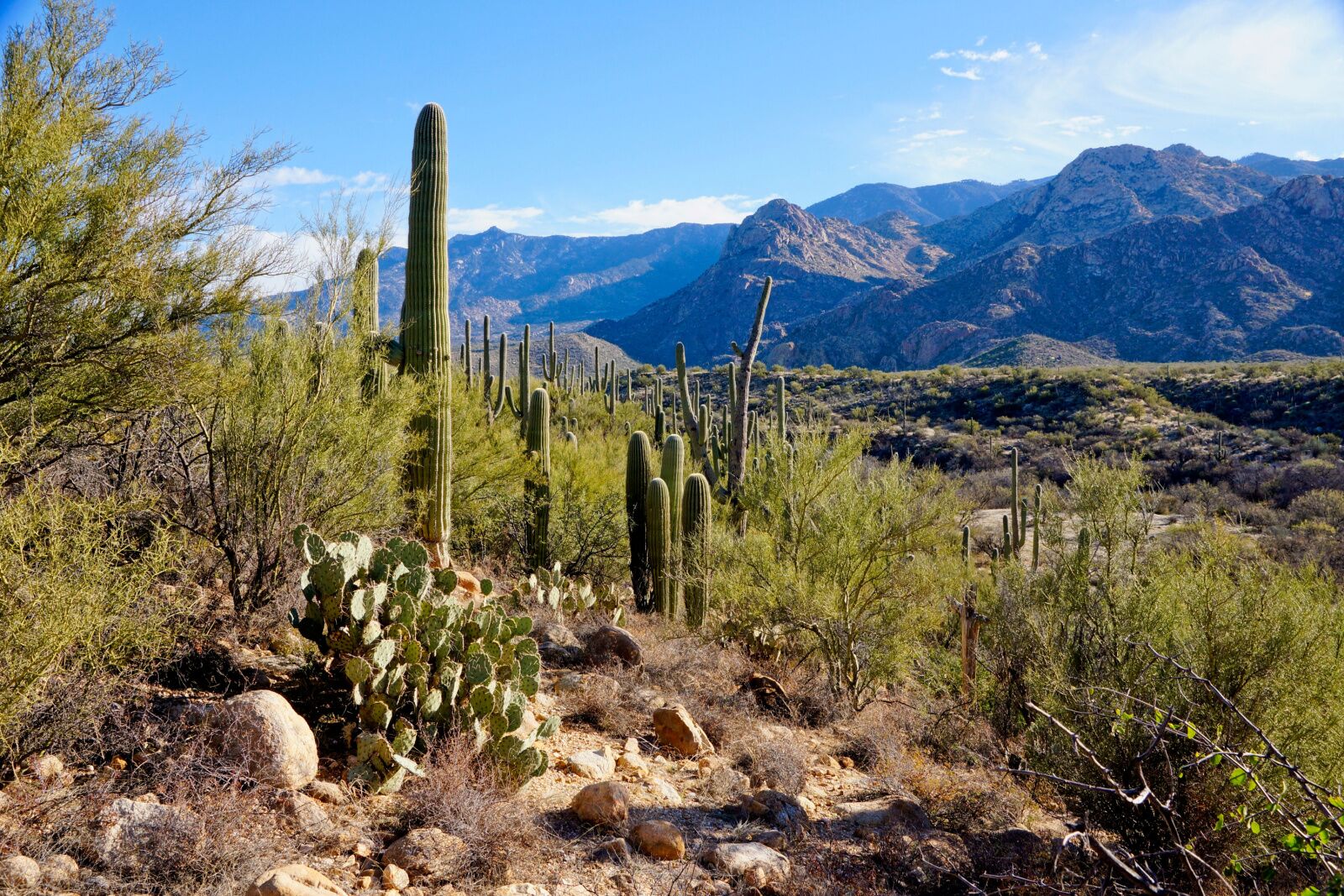 arizona state parks - catalina 