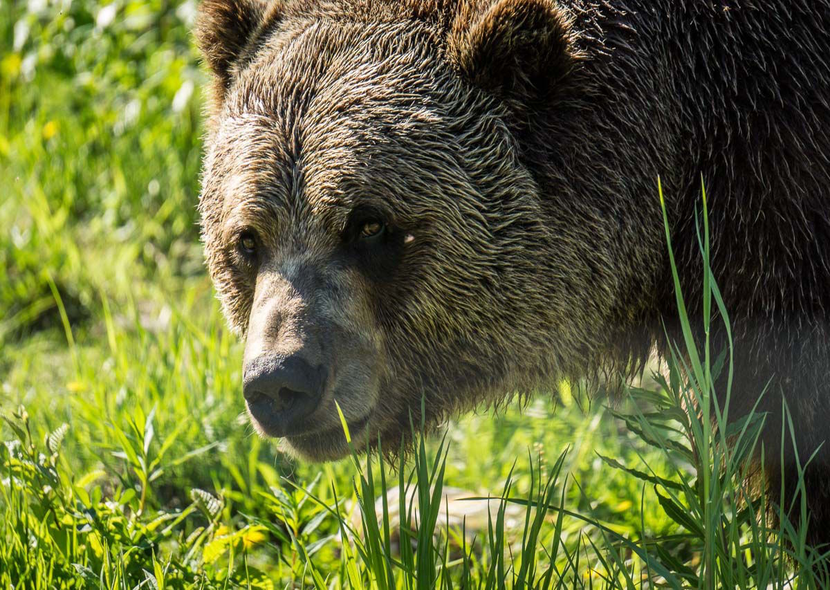 The bear 2024. Уважение Гризли. Медведь в углу. Альфа самец медведь.