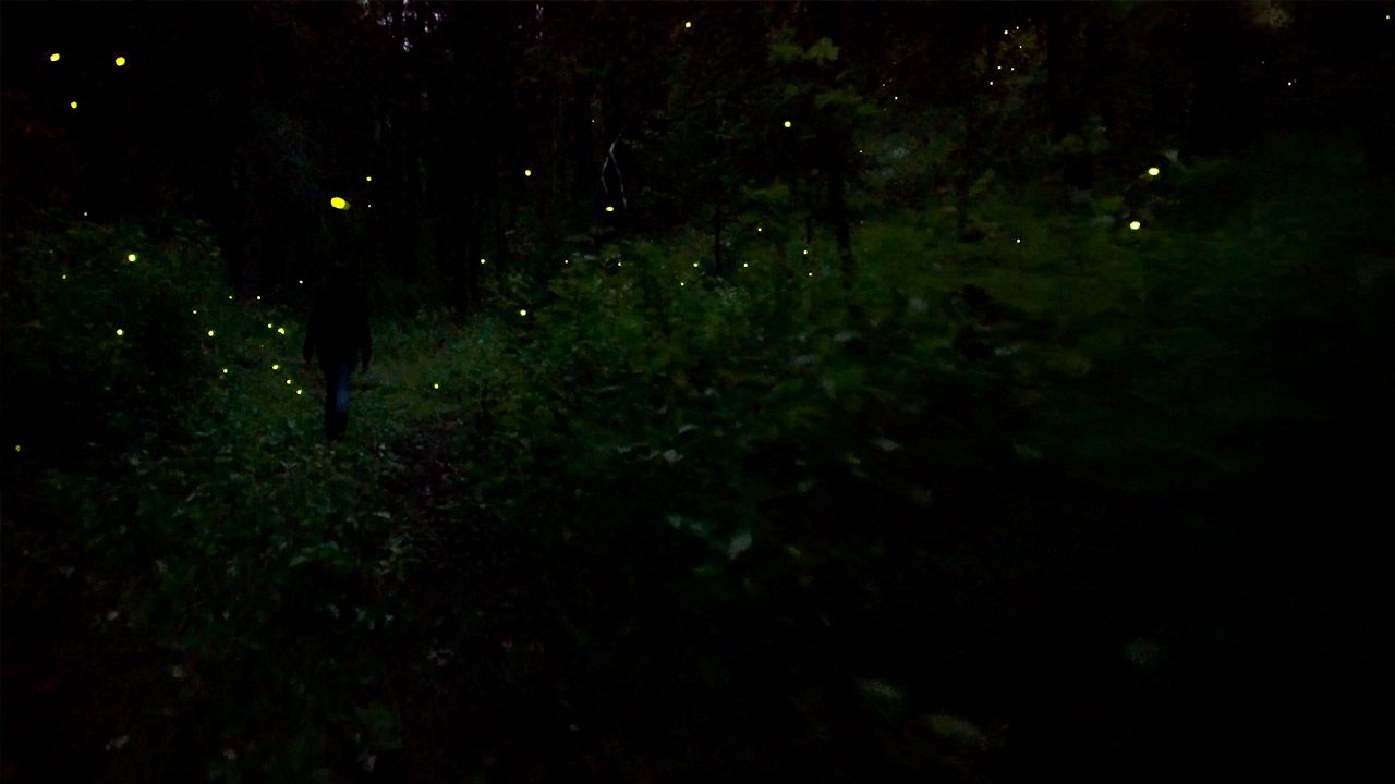 How to Visit Mexico's Firefly Sanctuary