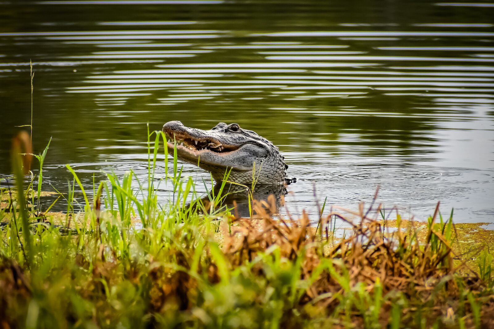 Alligator on the bank of the river in the  Barataria Preserve in New Orleans.  Barataria Preserve is free to access.