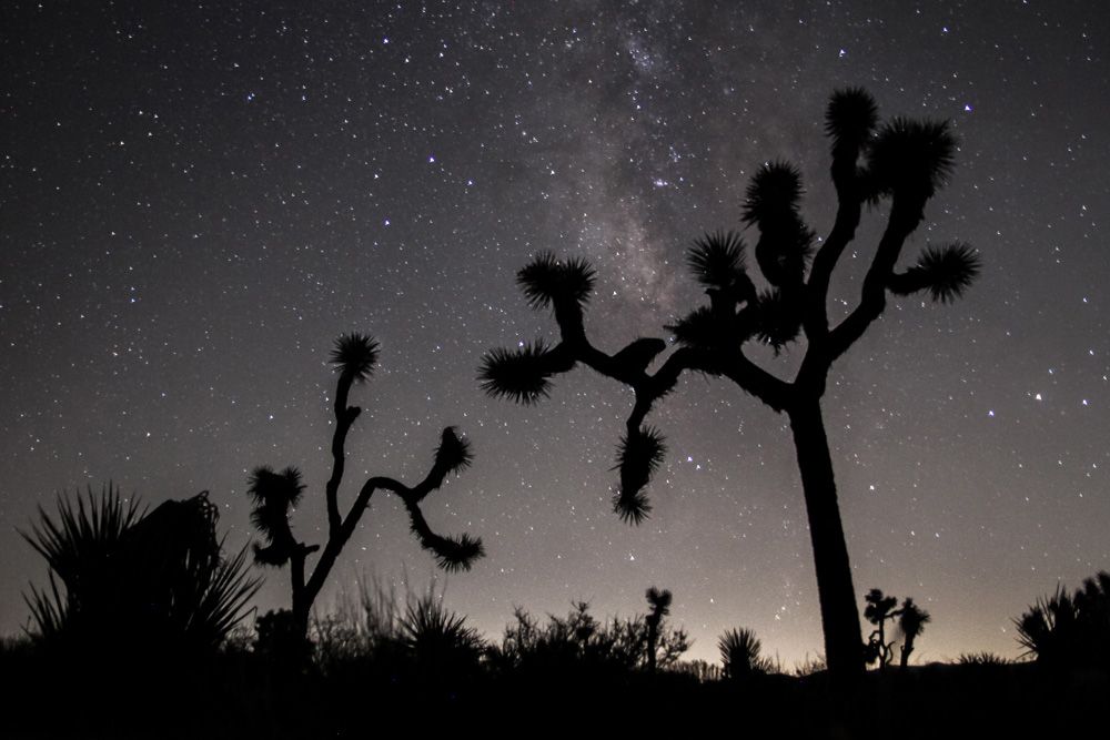 planning a trip to Joshua Tree National Park
