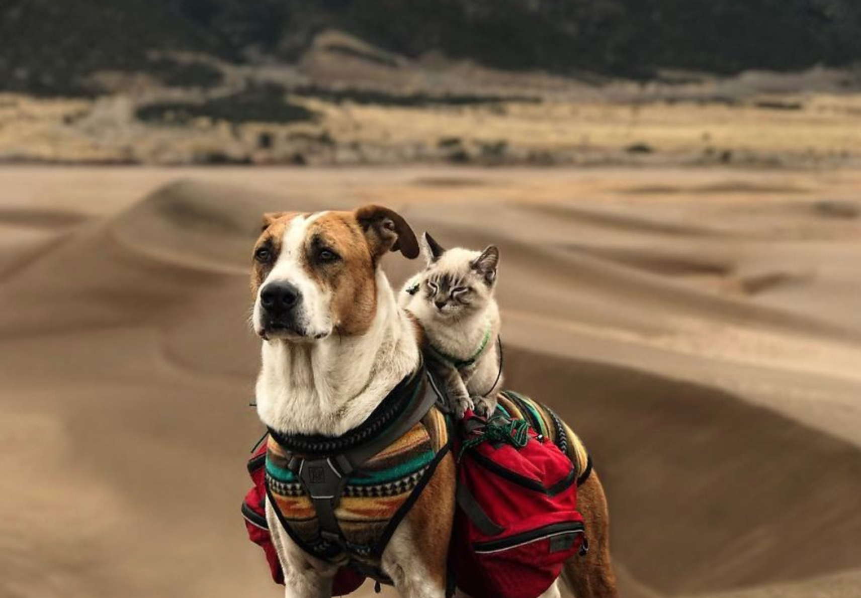 This Cat and His Dog Bestie Are the Hiking Colorado Wilderness Together