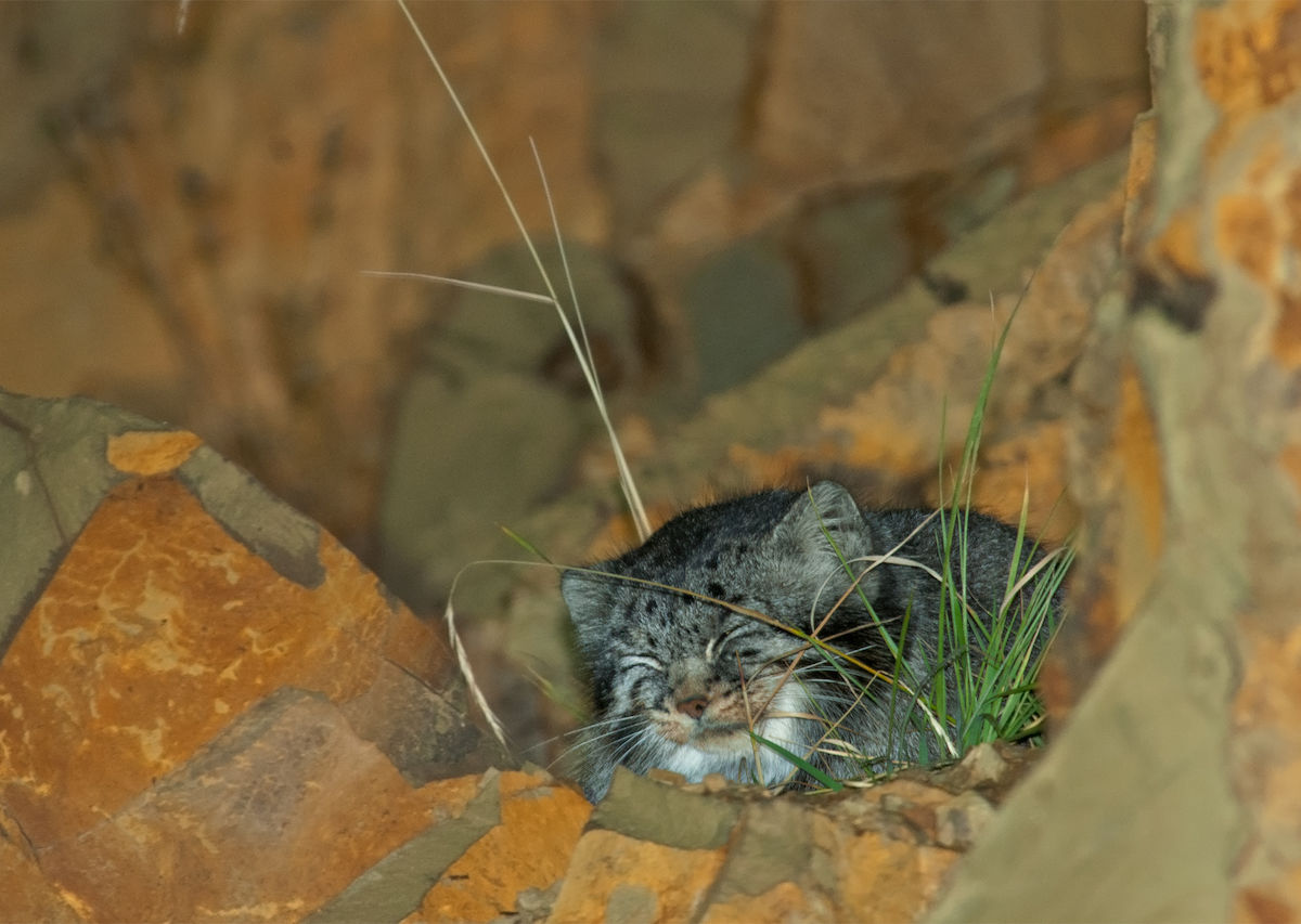 Elusive Pallas's Cats and Their Kittens