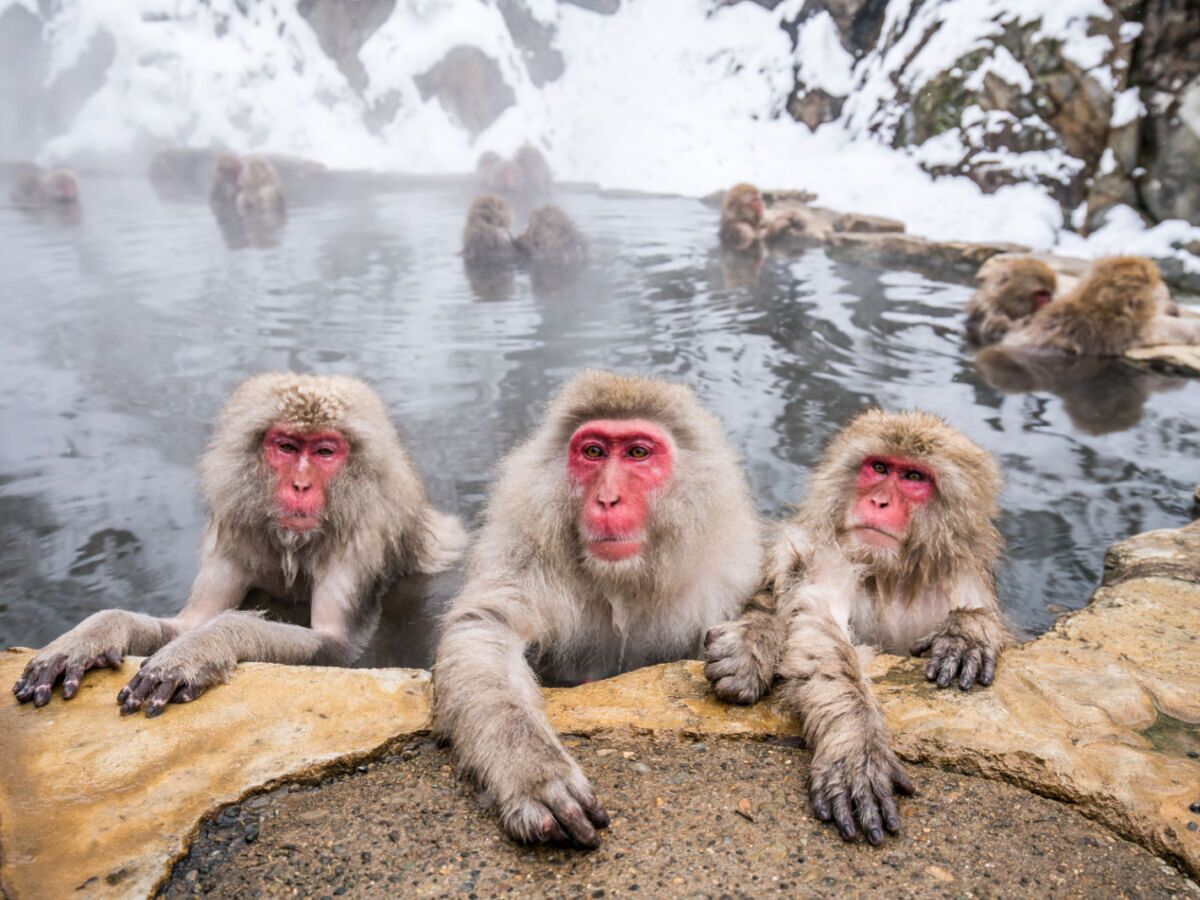 japanese-macaque-snow