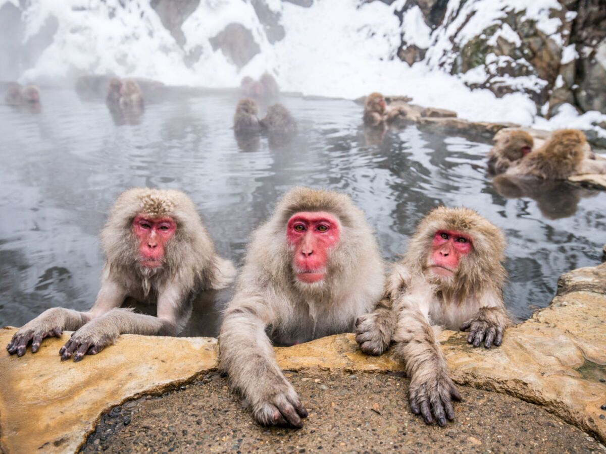 Japanese Macaque Snow Japanese Macaque Snow