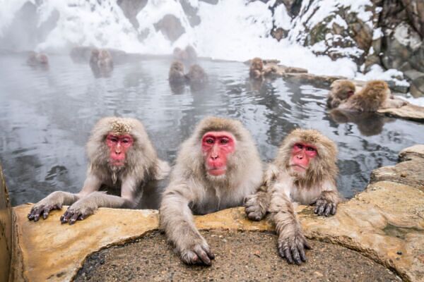 How to Plan a Trip to Jigokudani Monkey Park, Home of Snow Monkeys