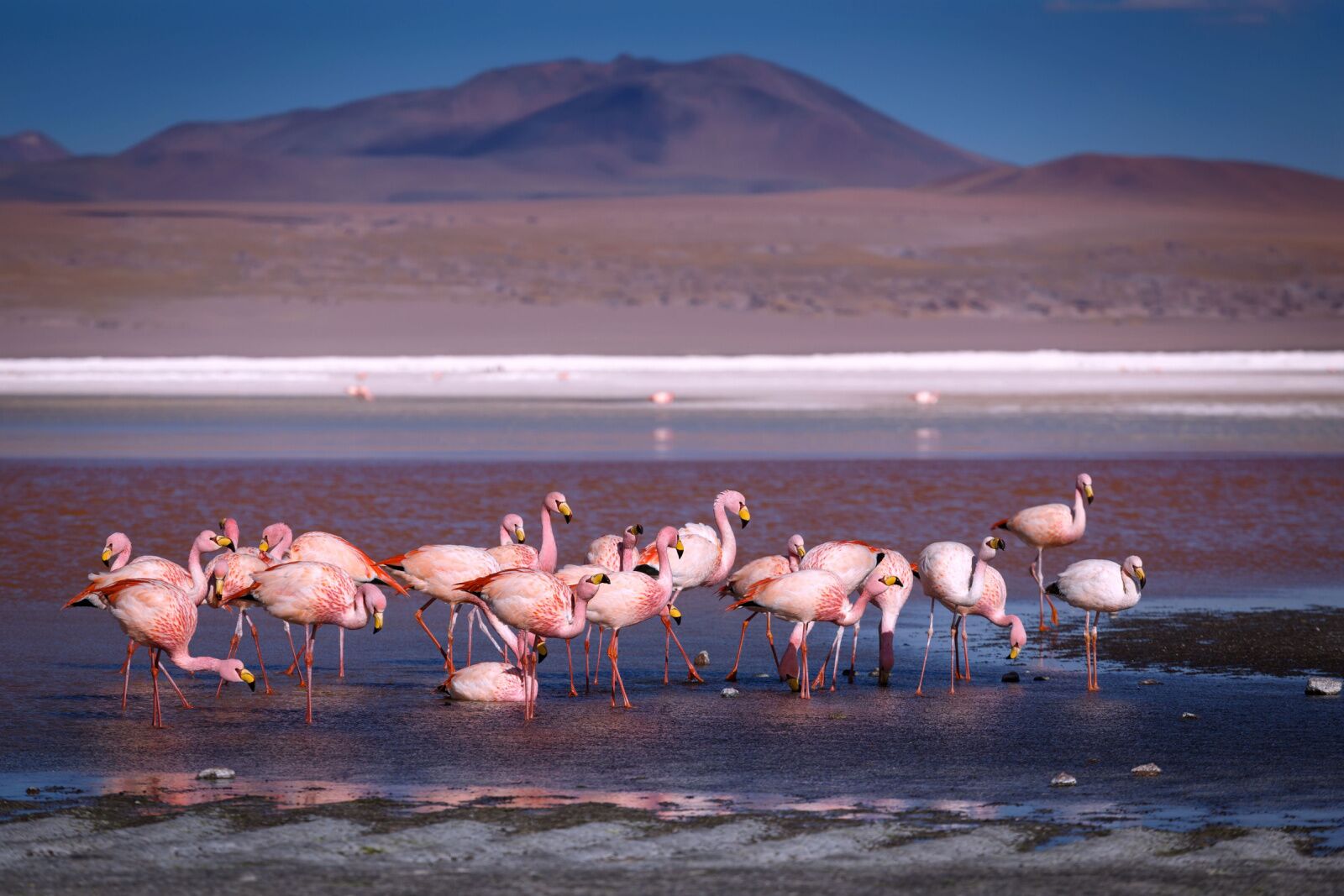 flamingos at uyani salt flats in bolivia