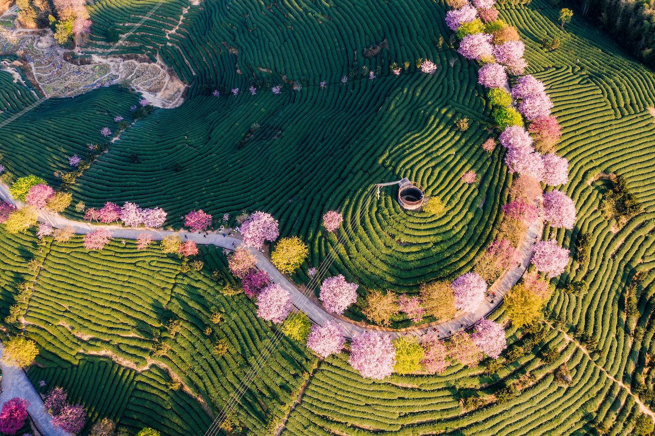 China’s Spring Blossoms Are Blanketing the Nation With Color