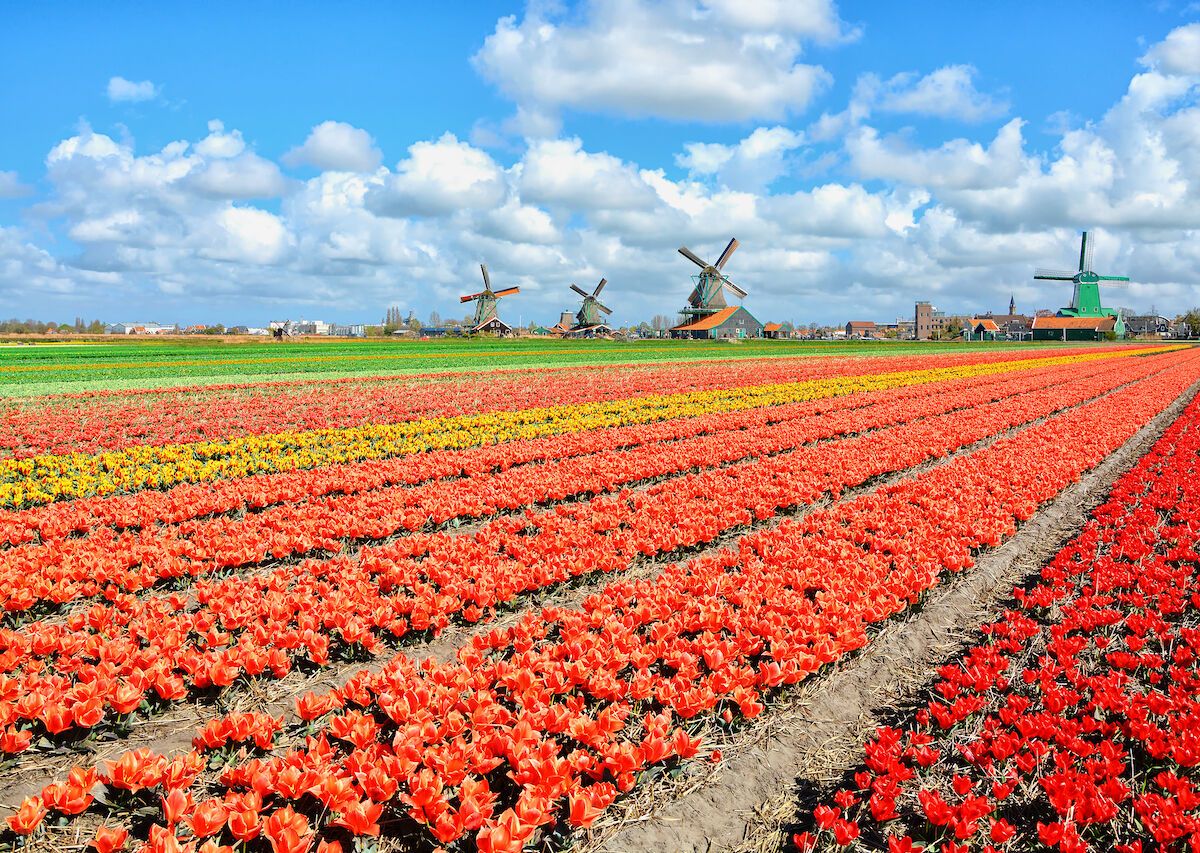 The 5 Best Places To See Spring Blossoms In Their Peak