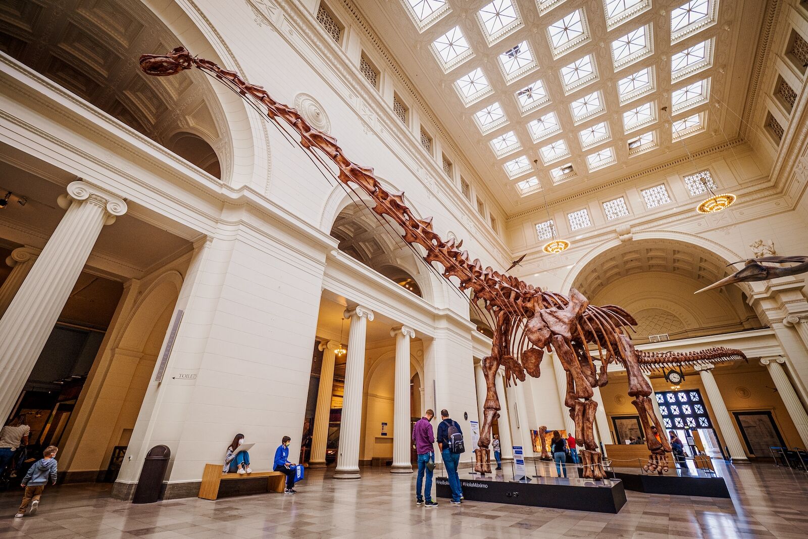Dinosaur skeleton visible at the Field Museum. The Field Museum is one of the best museums in Chicago