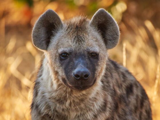 I Mouth-Fed a Wild Hyena in Ethiopia and Survived To Tell the Tale