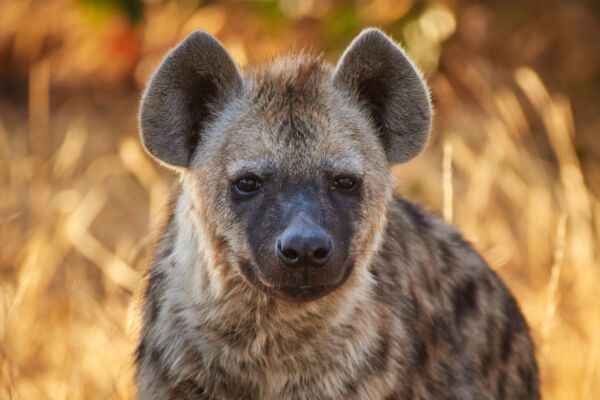 I Mouth-Fed a Wild Hyena in Ethiopia and Survived to Tell the Tale