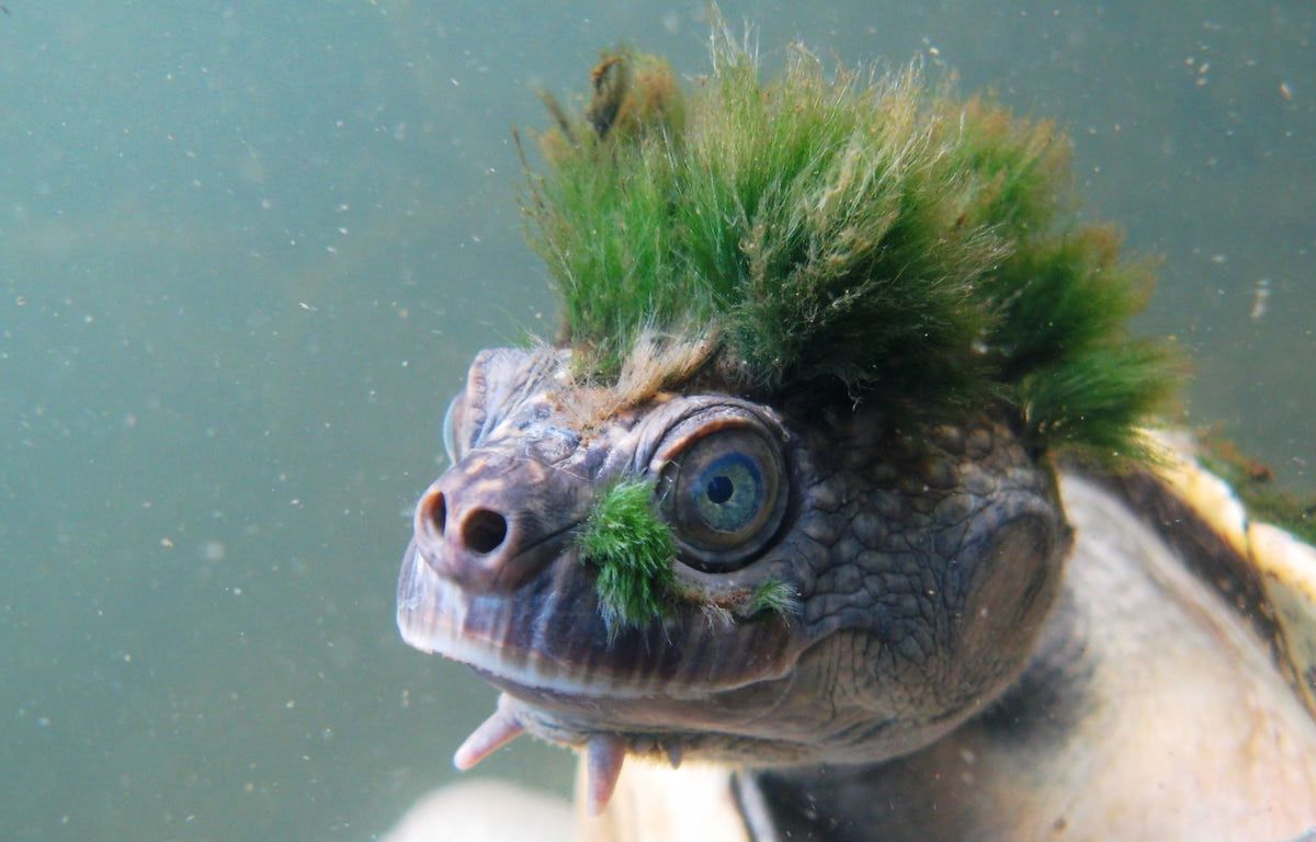 Green Mohawk Turtle That Breathes Through Its Genitals Is Going Extinct