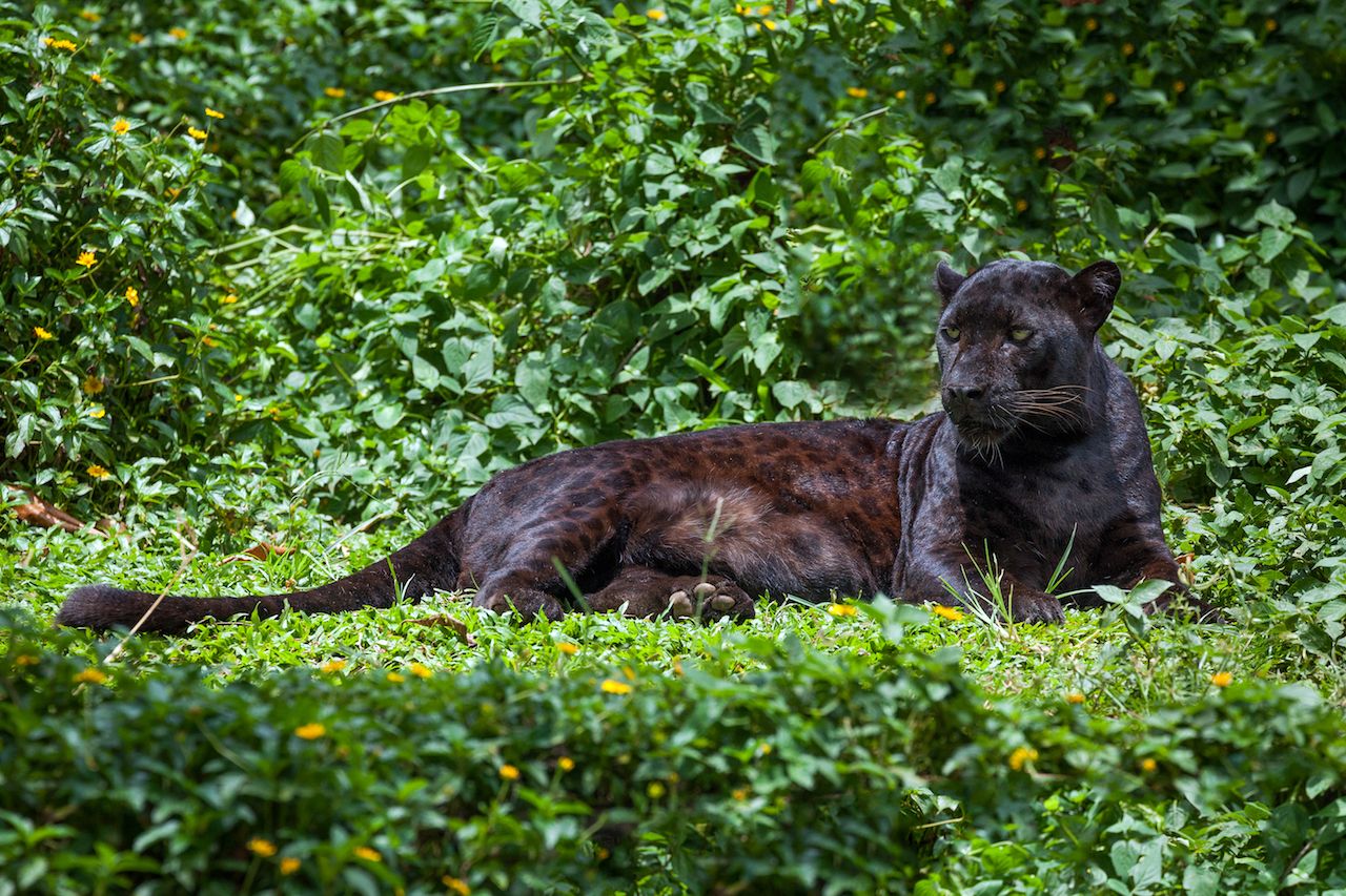 Jaguars are big cats