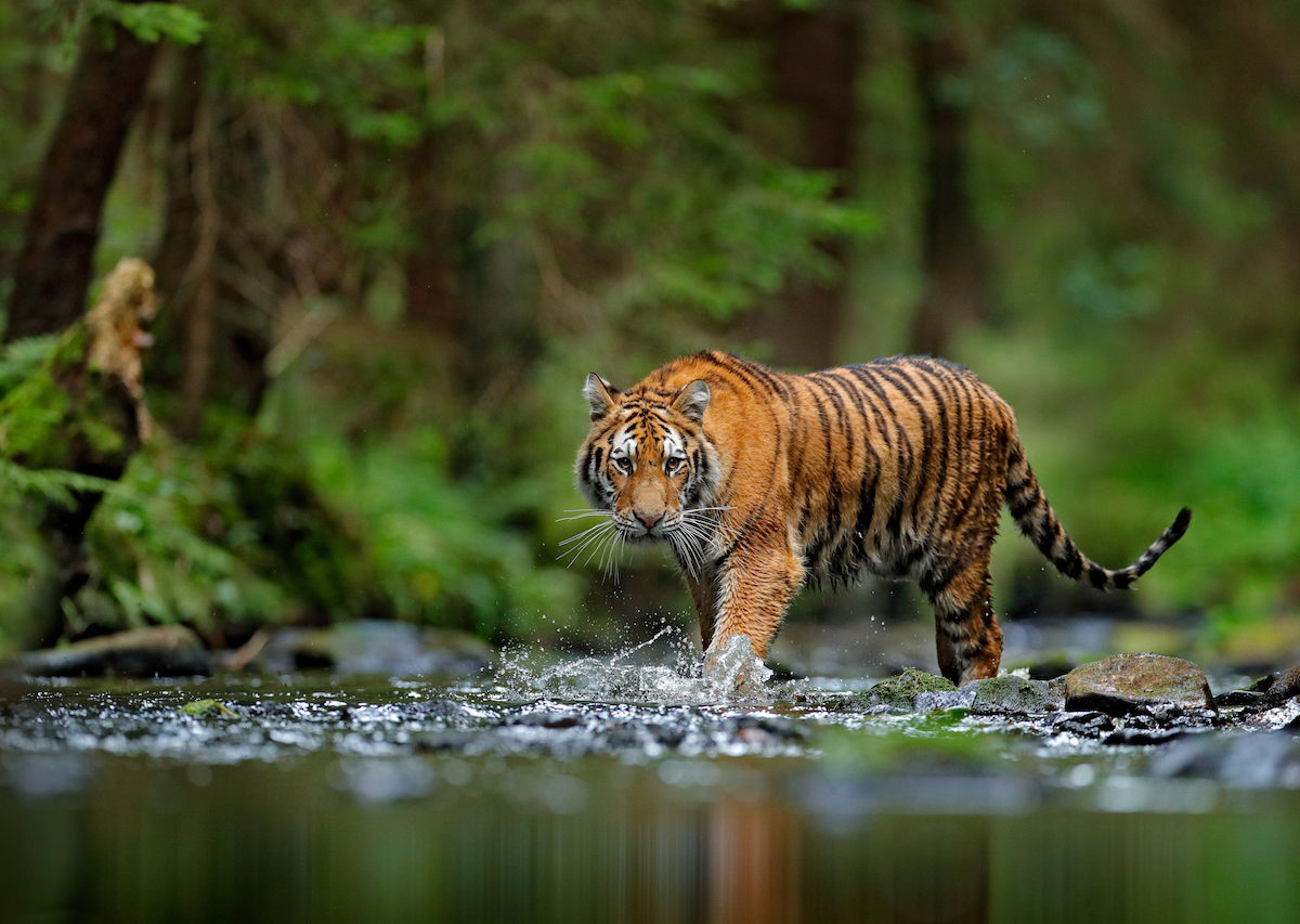 Tigers: The world's largest cats