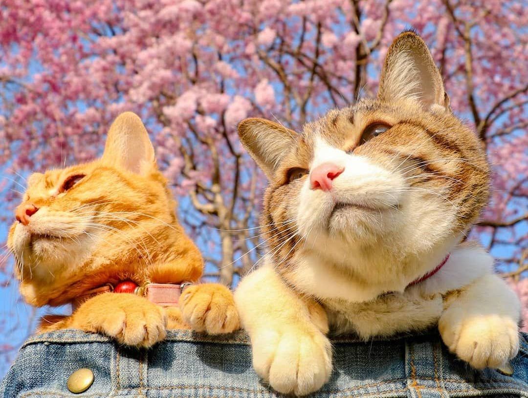 These Traveling InstaCats Prove Cats Are the PurrFect Travel Companions