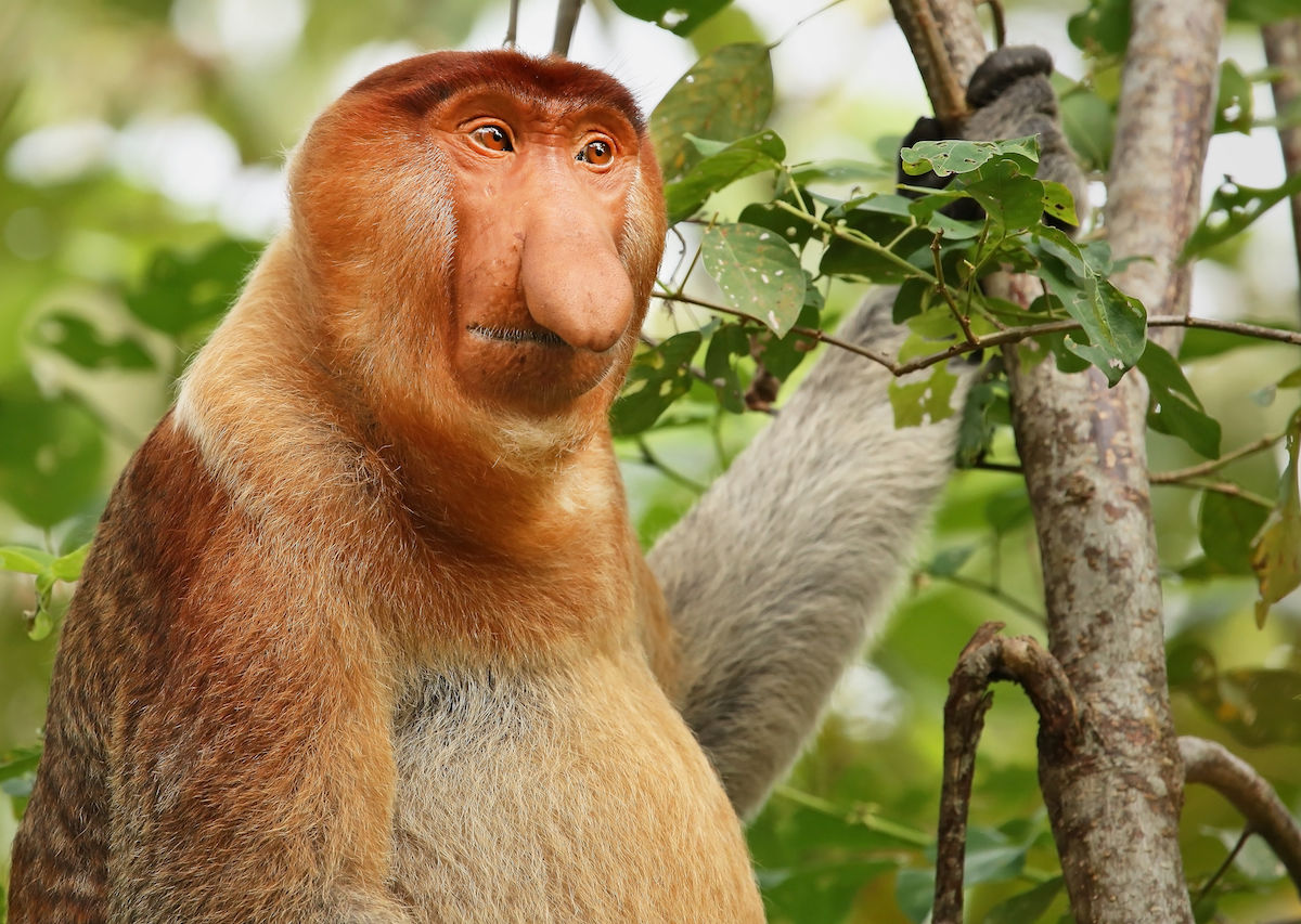 The sneezing monkey with an upturned face, and other other weird species, Endangered species