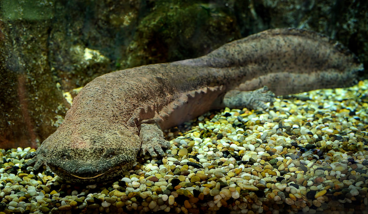 These Freaky, 170-Million-Year-Old Giant Salamanders Are Going Extinct