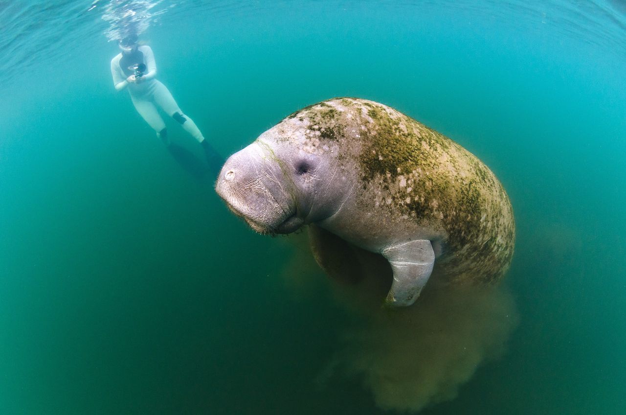 A young female films a manatee as it surfaces in Kings Bay while grazing on the algae in the bay