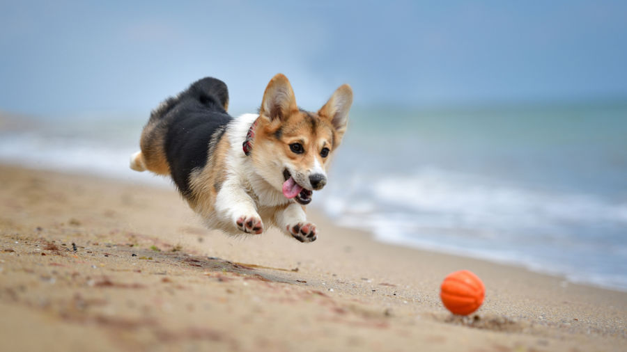 national corgi day 2018