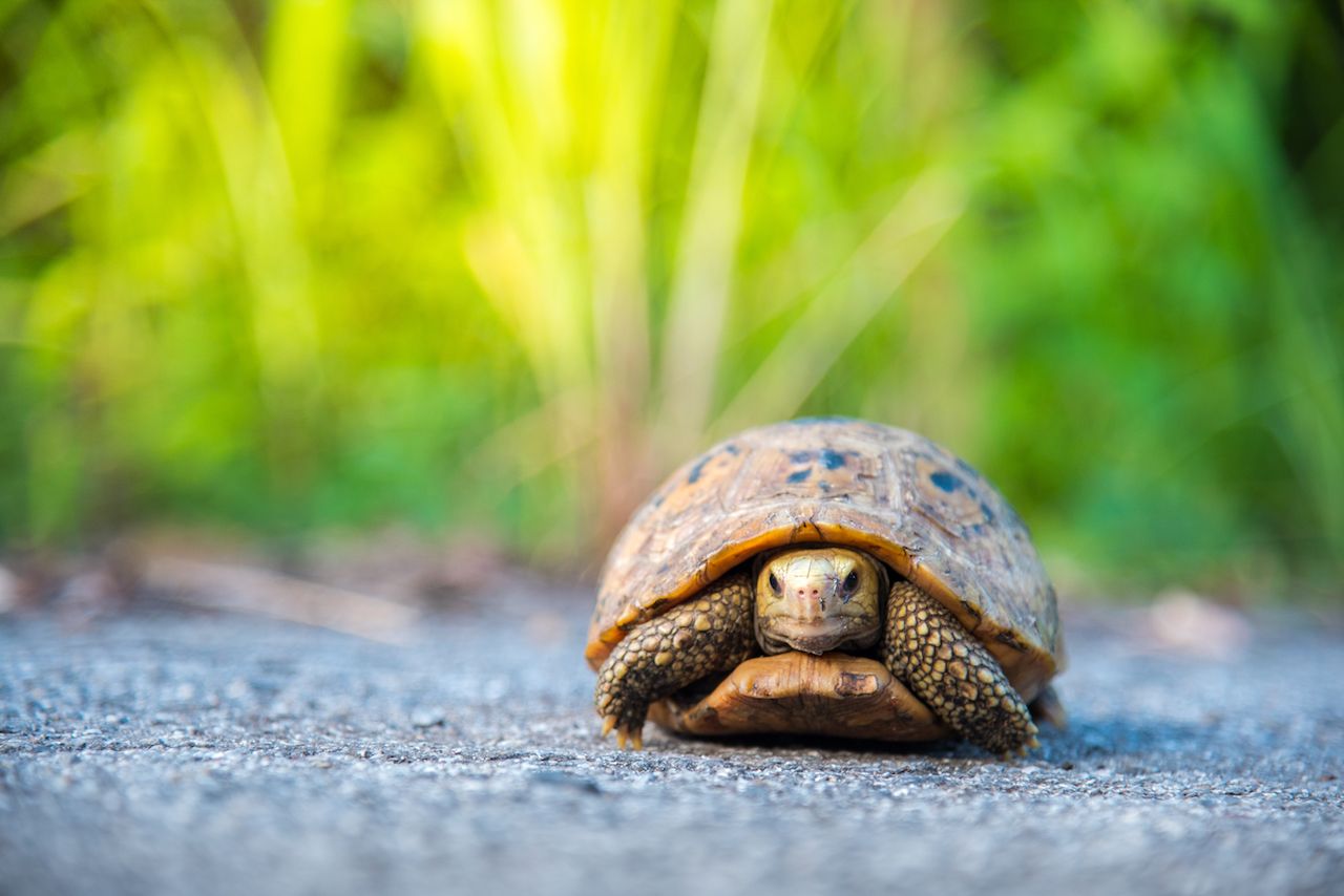 A Tortoise Escaped From Its Home and Moved Only One Mile in Seven Days