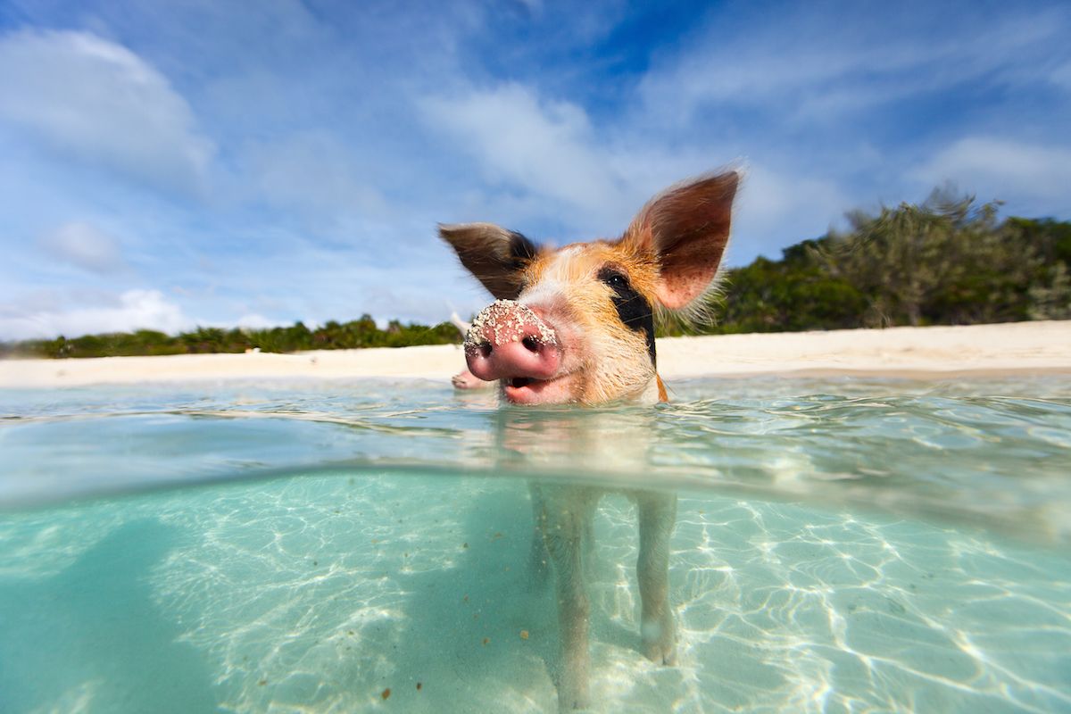 These Islands Have Totally Been Taken Over by Hordes of Animals