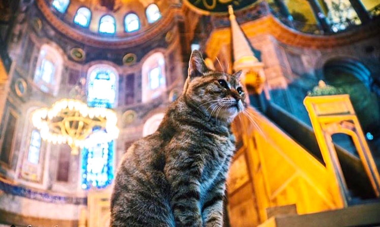 This cat has lived in Istanbul's Hagia Sophia for 14 years